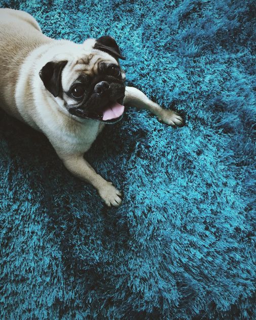 Nagyon koszos szőnyegtisztítás házilag - Csicsi a shaggy szőnyegen