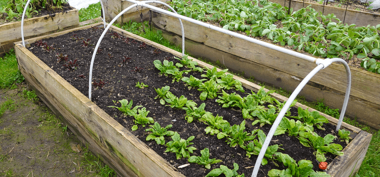 Olcsó magaságyás házilag bültetve