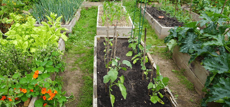 Olcsó magaságyás házilag: sok házi zöldség